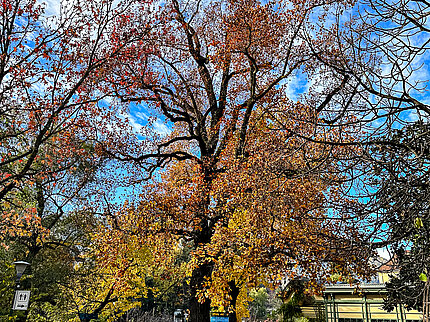 Autunno